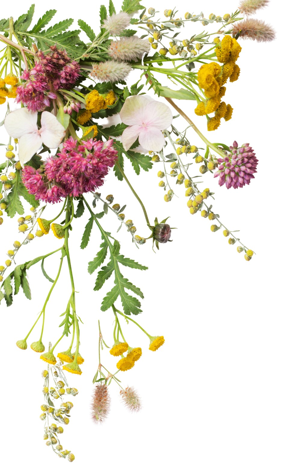 Byliny vitaminy